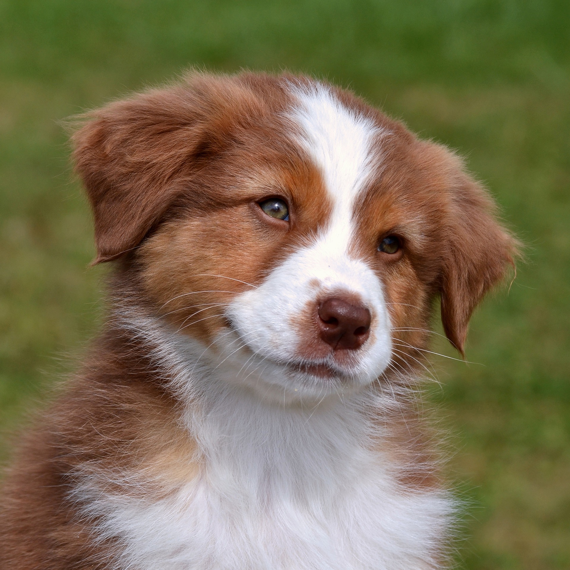 Australian shepherd